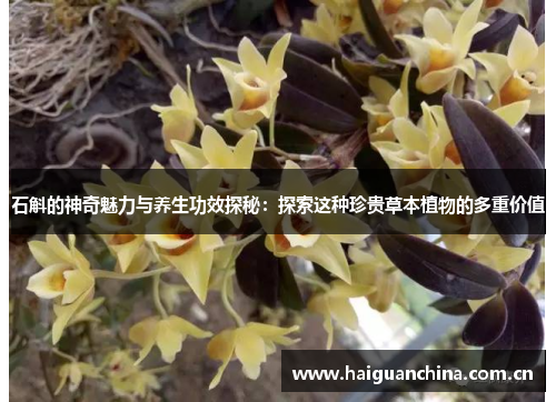 石斛的神奇魅力与养生功效探秘：探索这种珍贵草本植物的多重价值