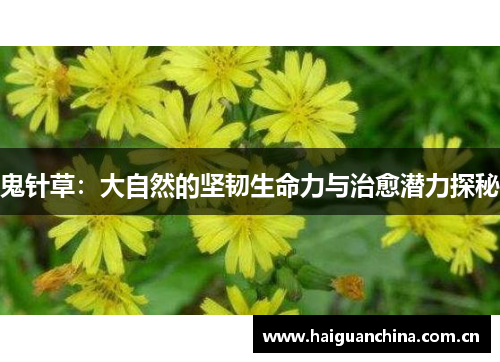 鬼针草：大自然的坚韧生命力与治愈潜力探秘