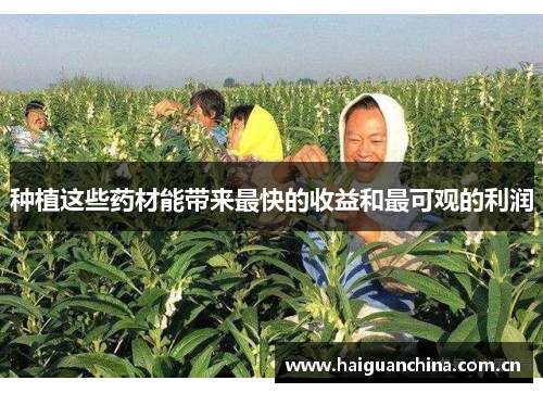 种植这些药材能带来最快的收益和最可观的利润