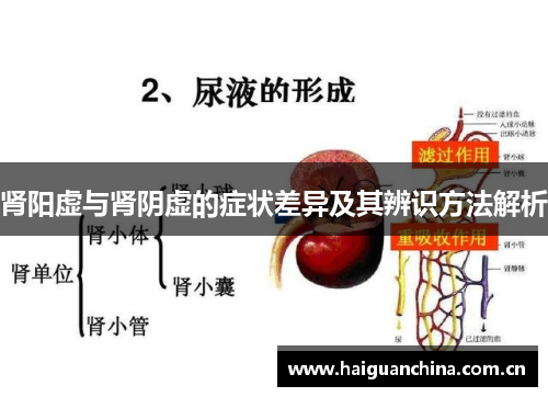 肾阳虚与肾阴虚的症状差异及其辨识方法解析
