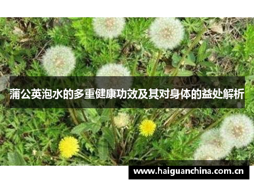 蒲公英泡水的多重健康功效及其对身体的益处解析